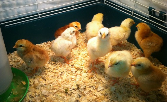 Our Grain-Free Chickens