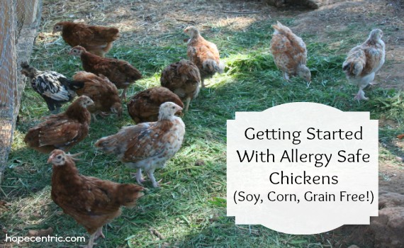 Getting Started with Allergy Safe Chickens (Soy, Corn, Grain Free!)